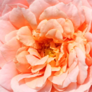Szkółka róż - róża nostalgie - różowy  - Rosa  Paul Bocuse - róża z dyskretnym zapachem - Dominique Massad - Z pąków w kolorze brzoskwiniowym rozwijają się blado-różowe płatki. Jej kwiaty otwierają się na długich łodygach, a więc świetnie nadają się na kwiaty cięte.